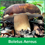 boletus